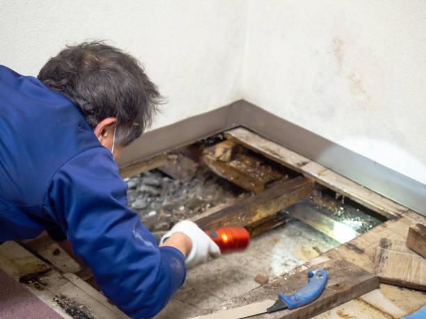 Attic Mold Removal in Muskegon, MI