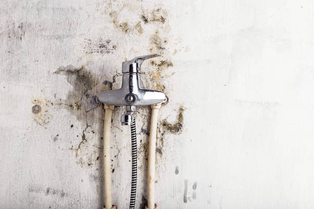Best Mold Remediation Services  in Muskegon, MI
