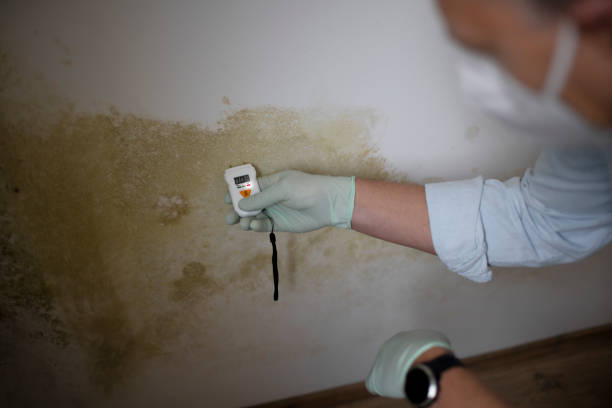 Mold Removal and Inspection in Muskegon, MI