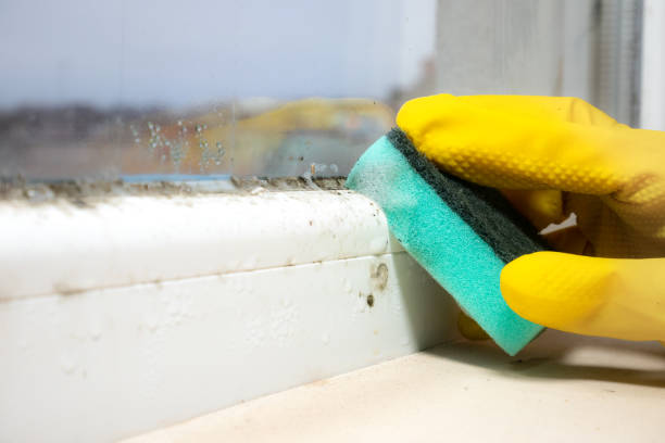 Best Mold Removal Specialists  in Muskegon, MI