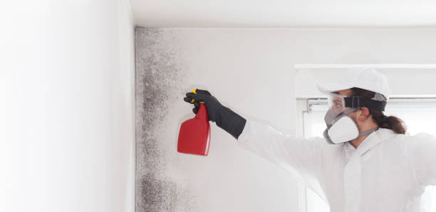 Best Local Mold Removal Service  in Muskegon, MI