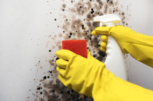 Best Mold Cleaning Services  in Muskegon, MI