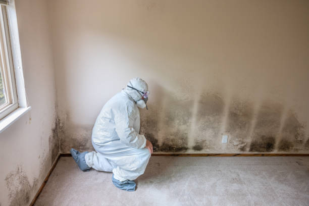 Best Mold Remediation  in Muskegon, MI