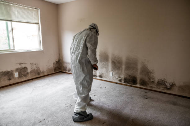 Professional Mold Removal in Muskegon, MI